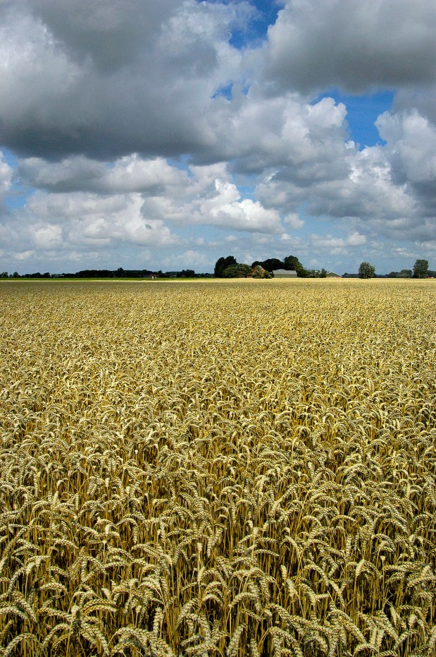• Houwerzijl (Gr), 4 augustus 2005